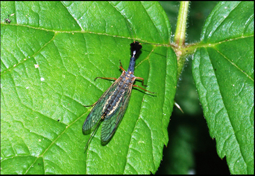 chrysopa da ident - No, Dichrostigma flavipes